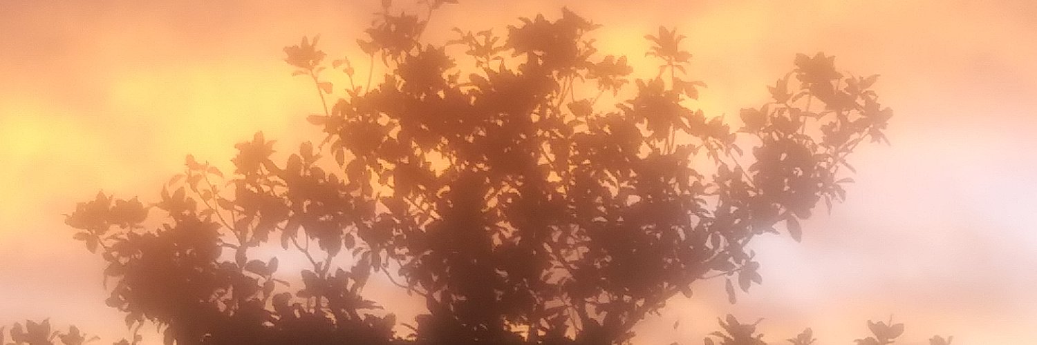 ✨🍊Sunny🍊✨'s banner