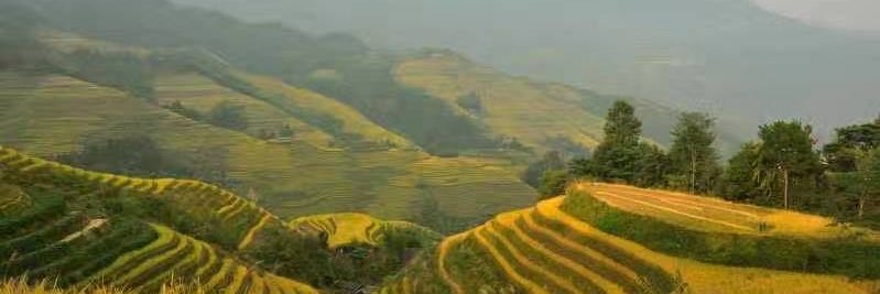 杜海玲/中国語 文筆•翻訳家 banner