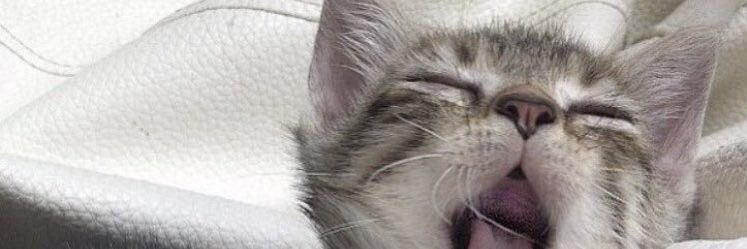 audy banner
