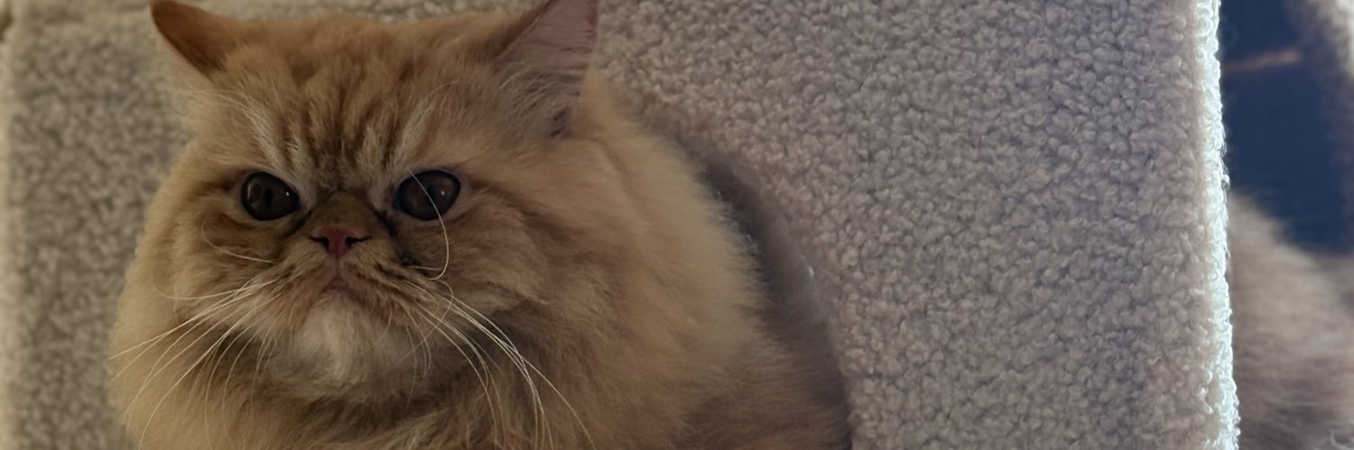paodoring's profile banner image