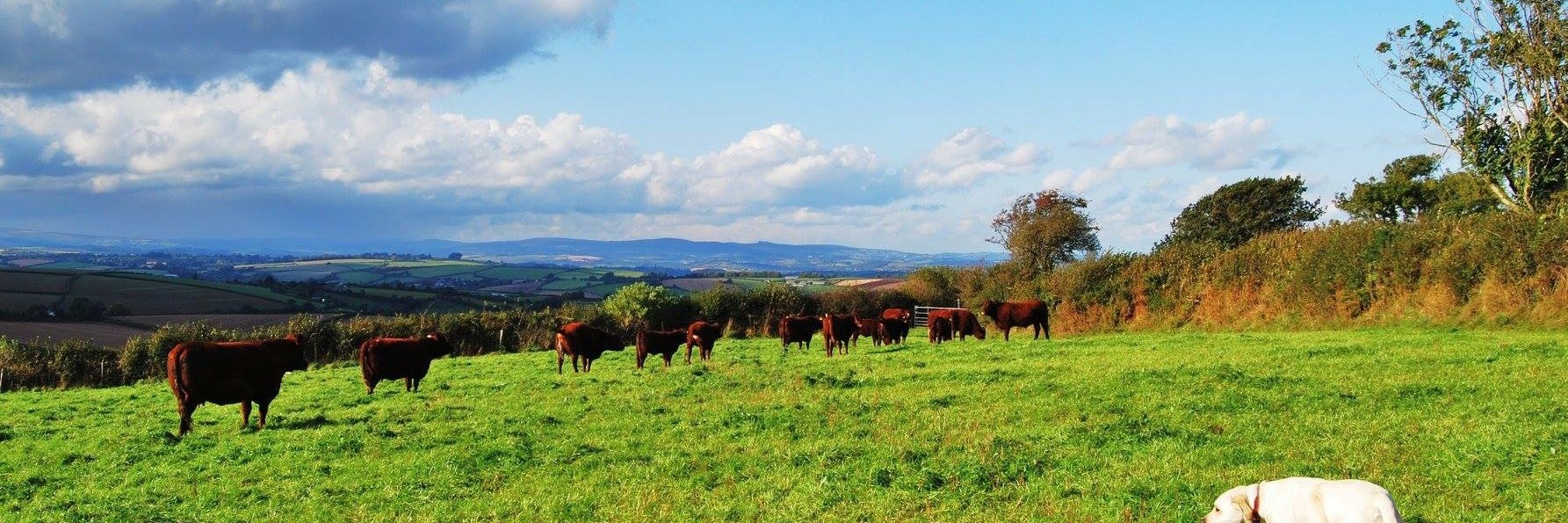 GG Sparkes Butchers banner