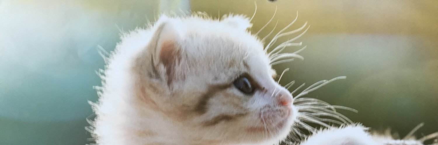 猫リコ🐱 banner