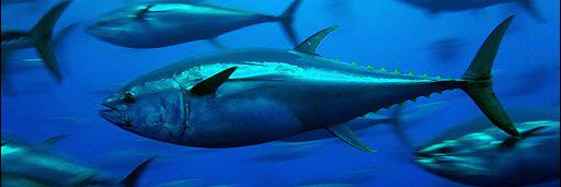 The_RealBigTuna's profile banner image