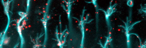 Natsansor Profile Banner