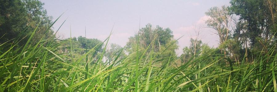Paula Cork banner