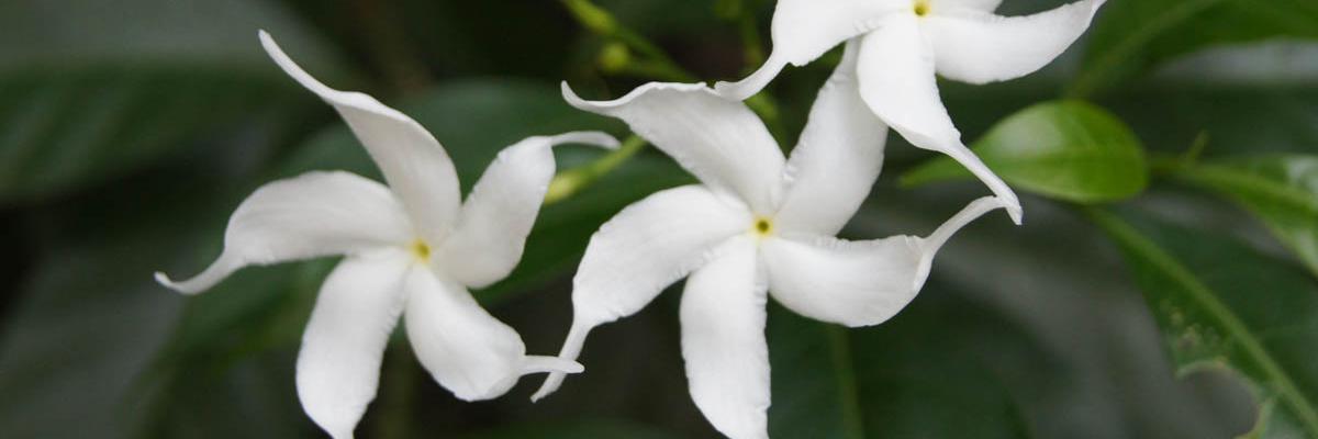 cfaaromatherapy's profile banner image