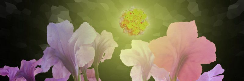 Decentral Farm banner