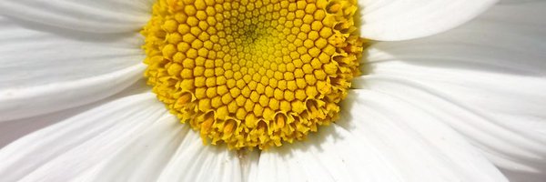 AnnaShi60491189 Profile Banner