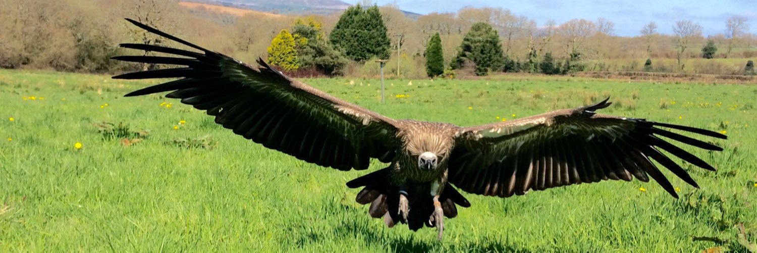 Pembs Falconry banner