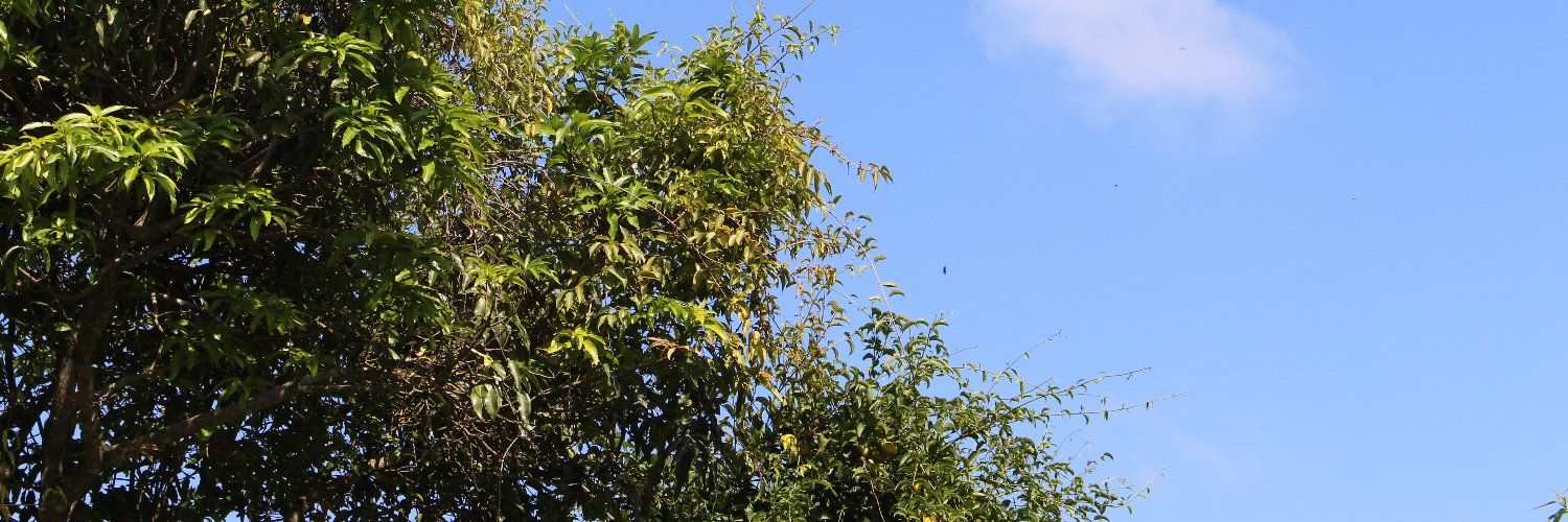 Paulo Pache banner