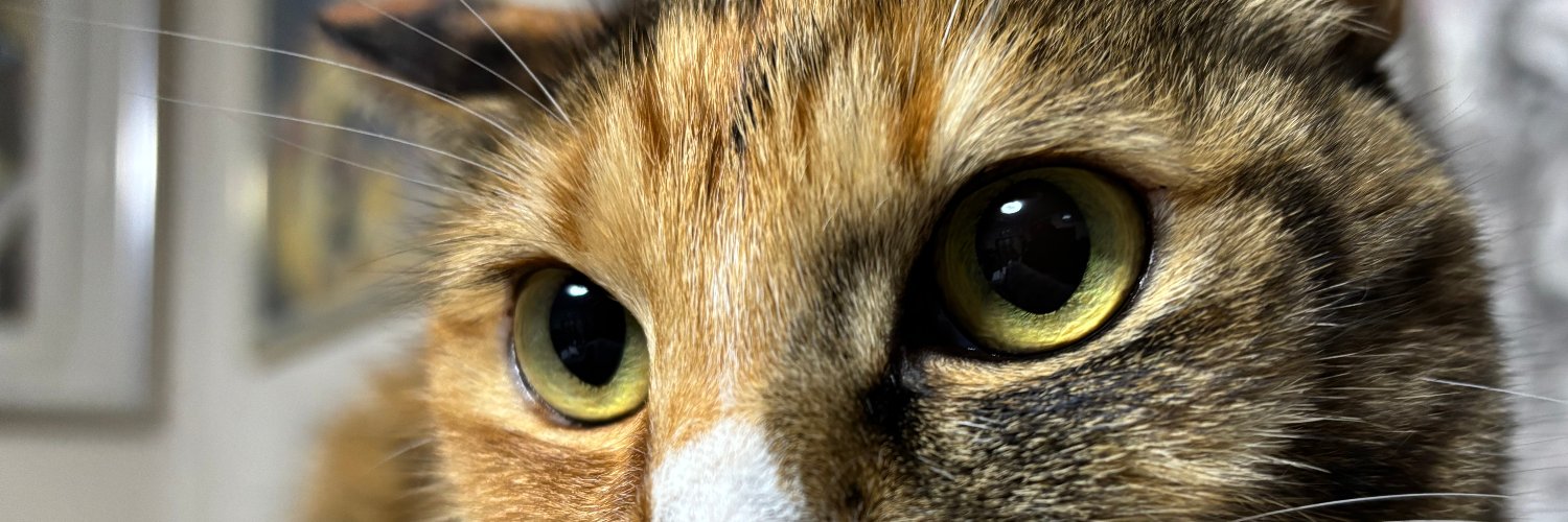 栁沢友規(ヤナギサワトモキ) banner