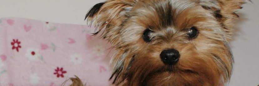 Felicity Smith banner