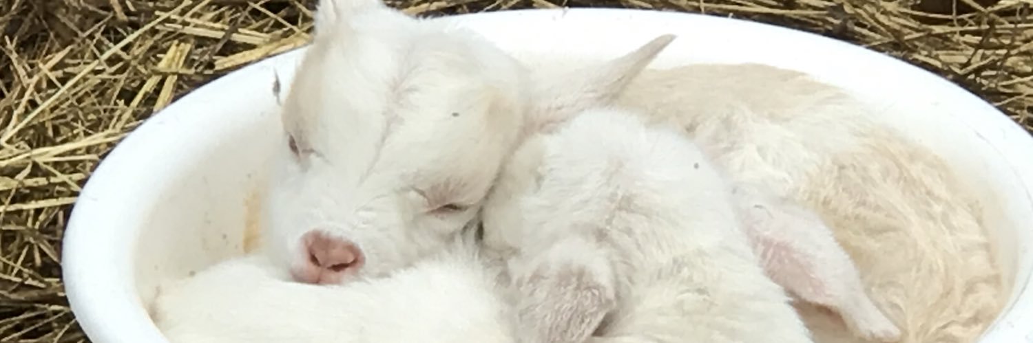 JasonDickie12's profile banner image