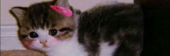 𝐴𝑙𝑖𝑒𝑛𝐺𝑖𝑟𝑙丰 banner