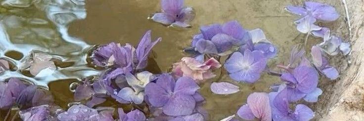 bibi⭒ENHYPEN IS 7 banner