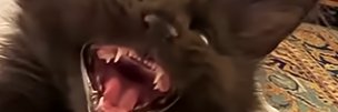 EquEdd's profile banner image