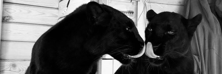 Marimareaa's profile banner image