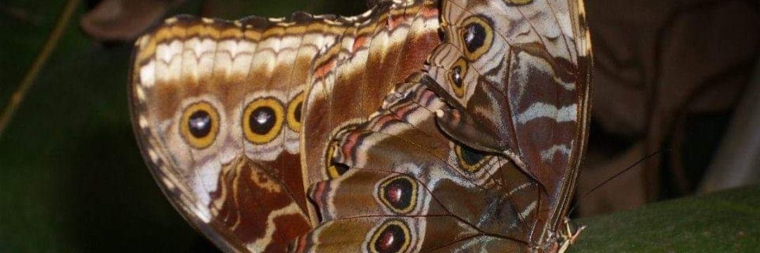 Fernanda Frías banner