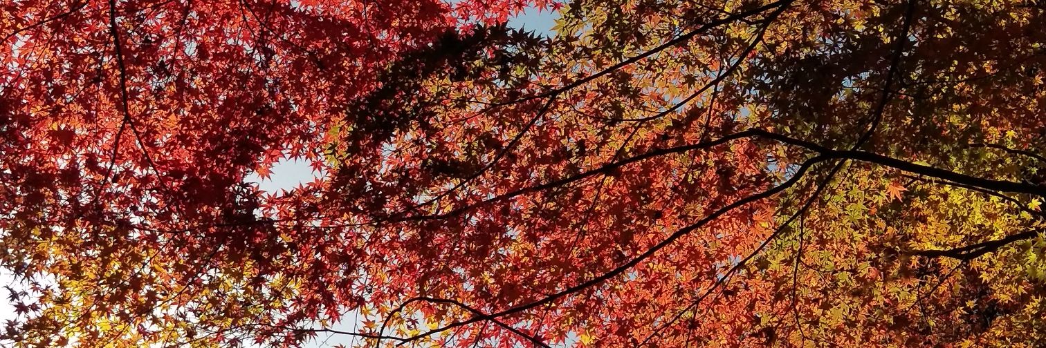 きいきい banner