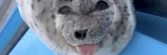 ⁍ Bullet ⁍ banner