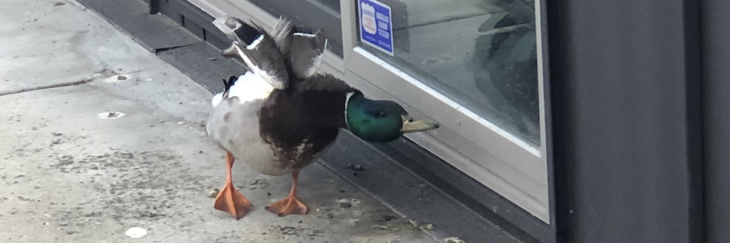 lyss🦆 banner