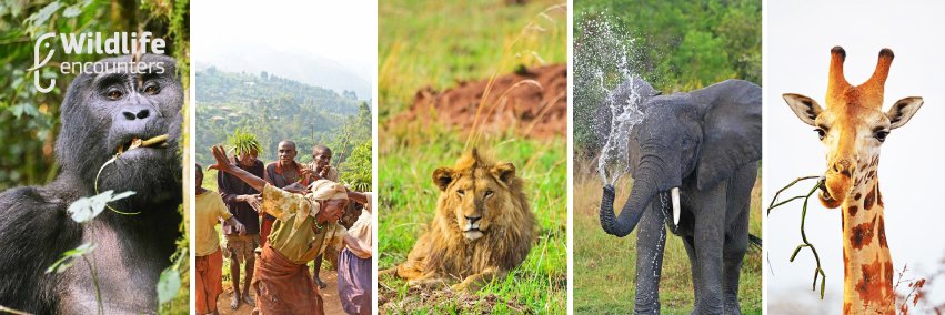 Wildlife Encounters banner