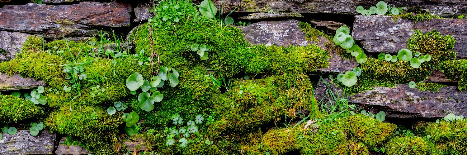@mossonstone@zirk.us banner