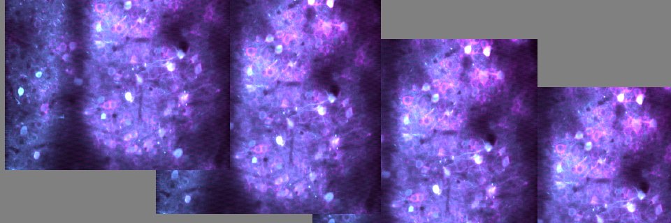 Mark Histed-🧠 Lab's banner