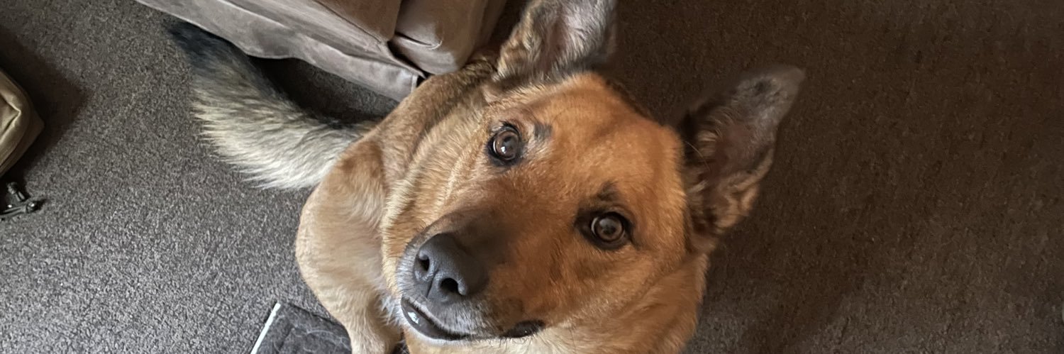 confused Roomba banner