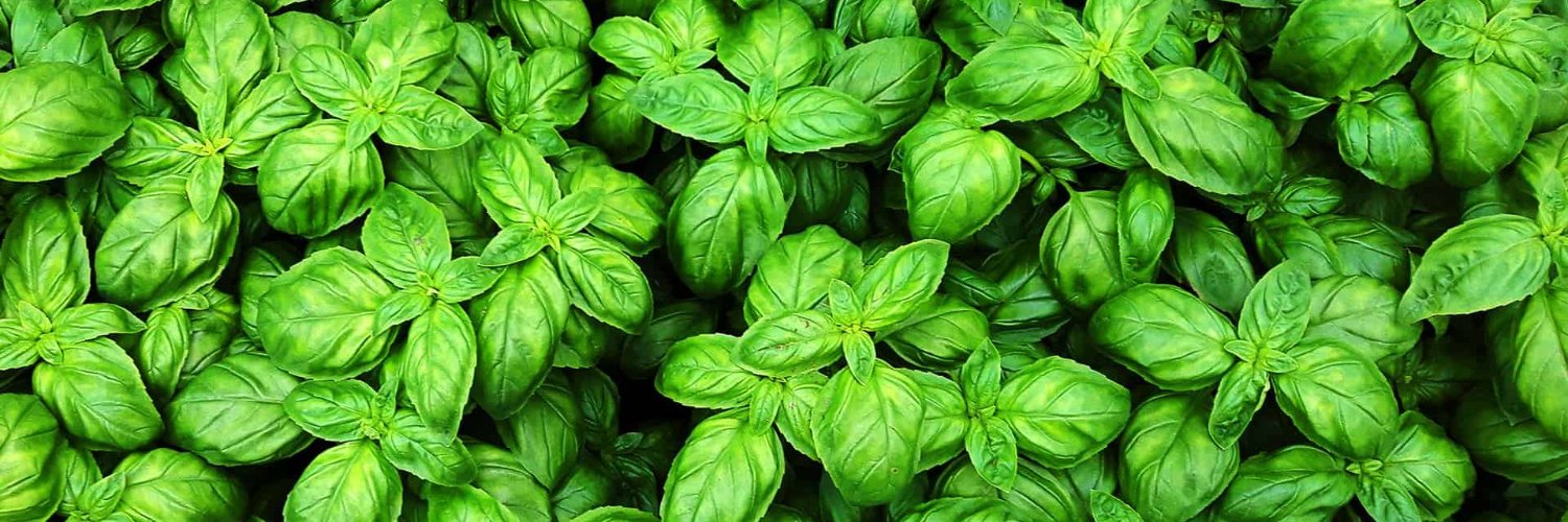 SapidestBasil's profile banner image