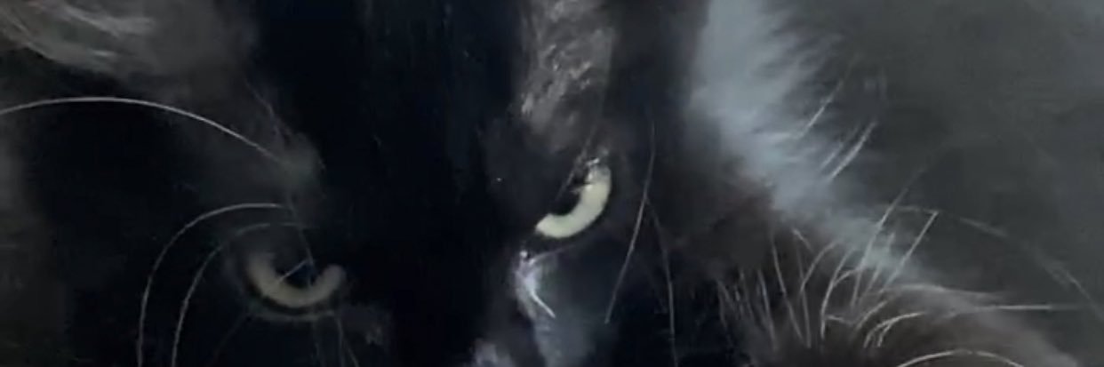 loovelacee's profile banner image