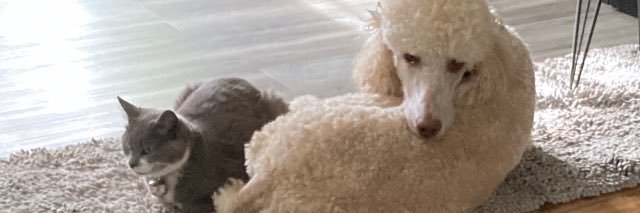 DEBBIE Salt Lake 🇺🇸🌊DOZING TRUMP:DEMENTIA PEDO banner