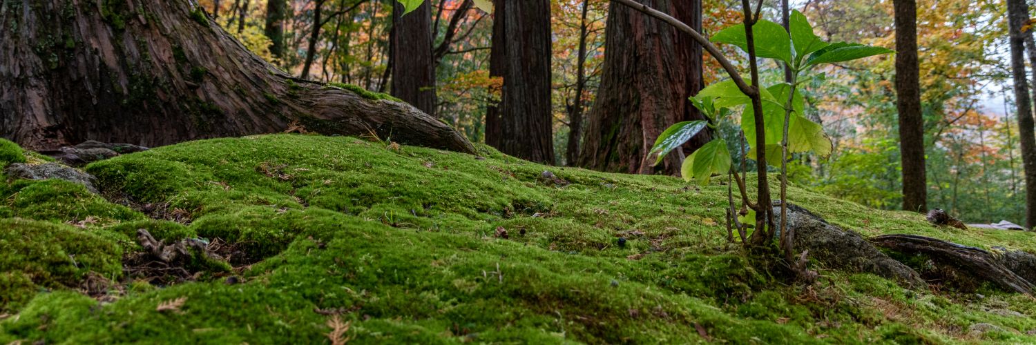 お茶の水博士 banner