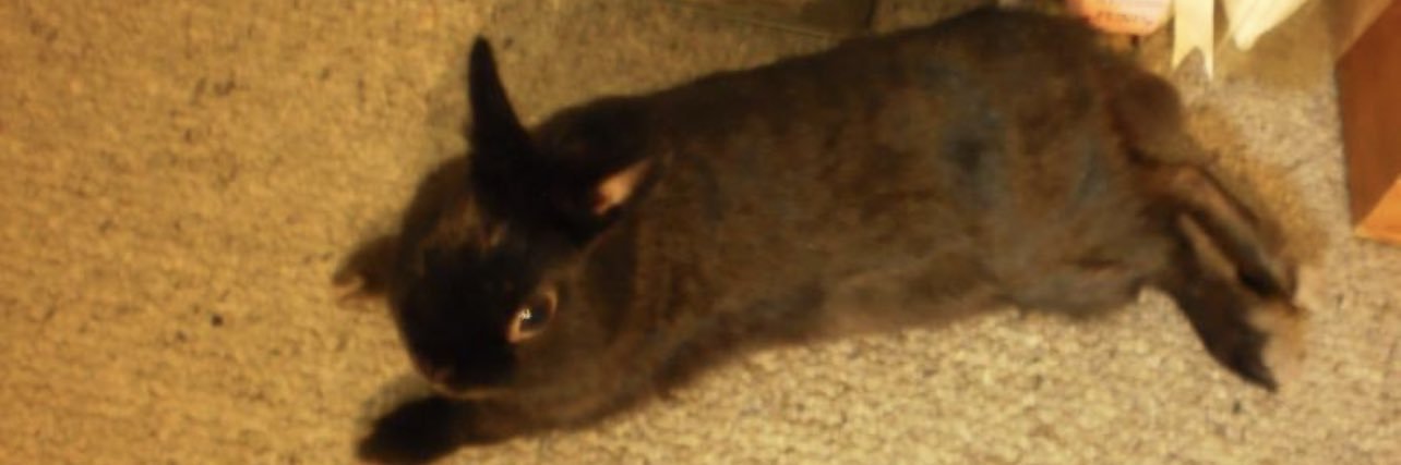 MiniChibi 🇦🇺🇯🇵 banner