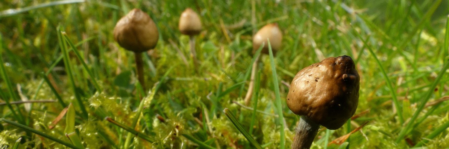 Wonko Den Tilregnelige banner