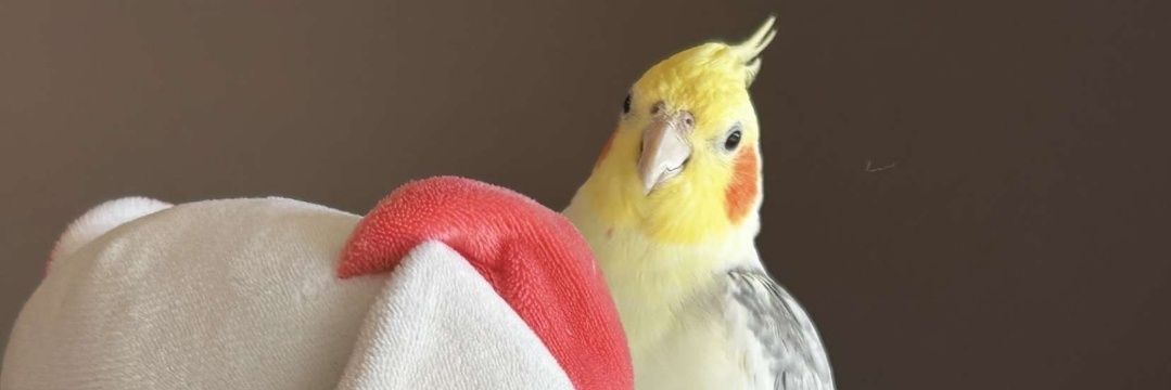SweetieBird - Alyssa ⚜️'s banner
