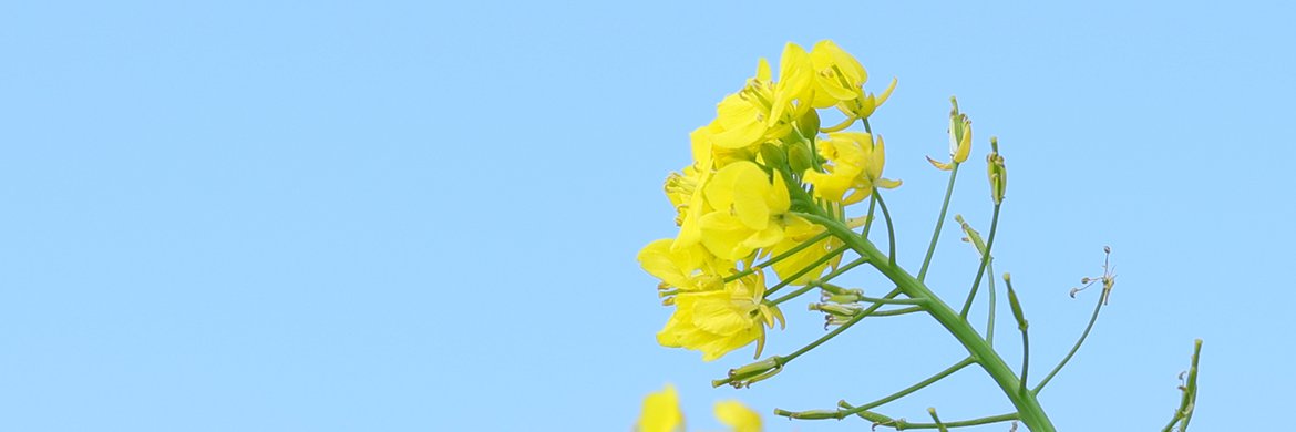 kusiki1118's profile banner image