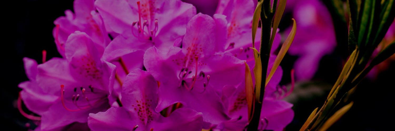 wingedhyacinth's profile banner image