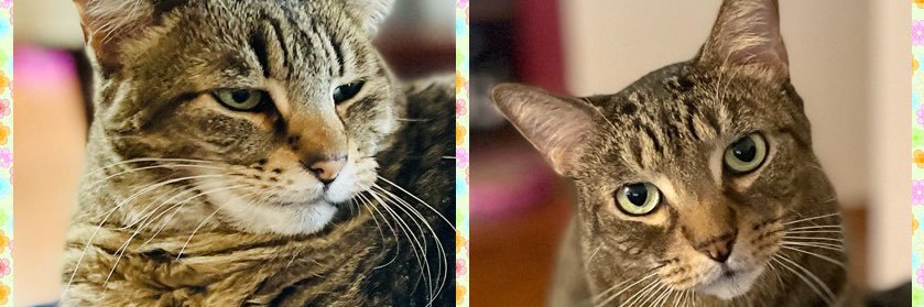 Lisa 💛🌼😺 banner