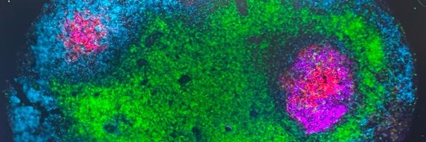 Amelia Escolano banner