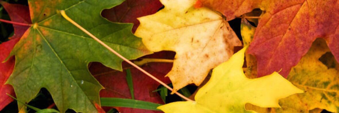 ashleigh8020's profile banner image