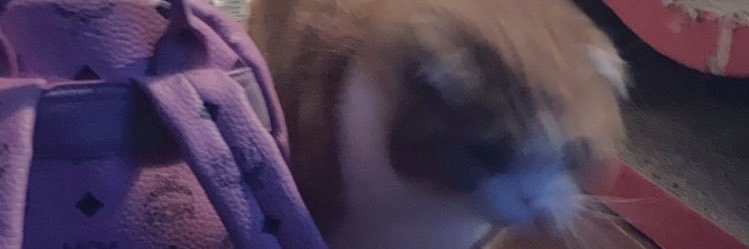 mocoT_Trun's profile banner image