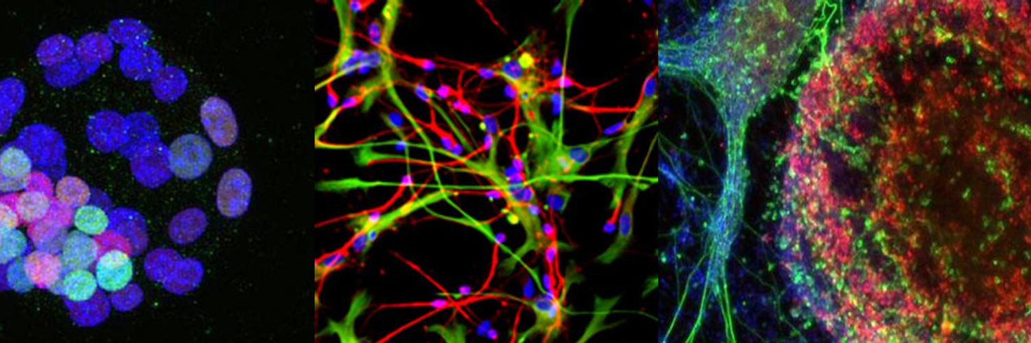 Cambridge Stem Cell Institute's banner