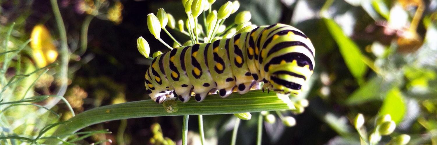 Alex Tallitsch banner