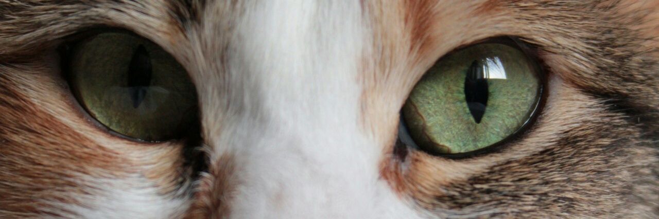 LittleSkull19's profile banner image