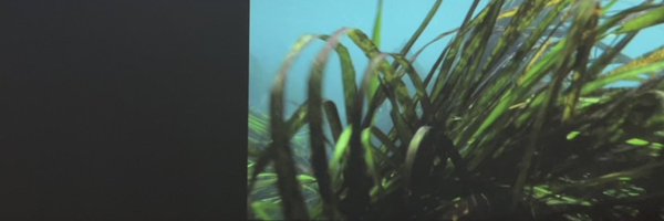 walkerflocker Profile Banner