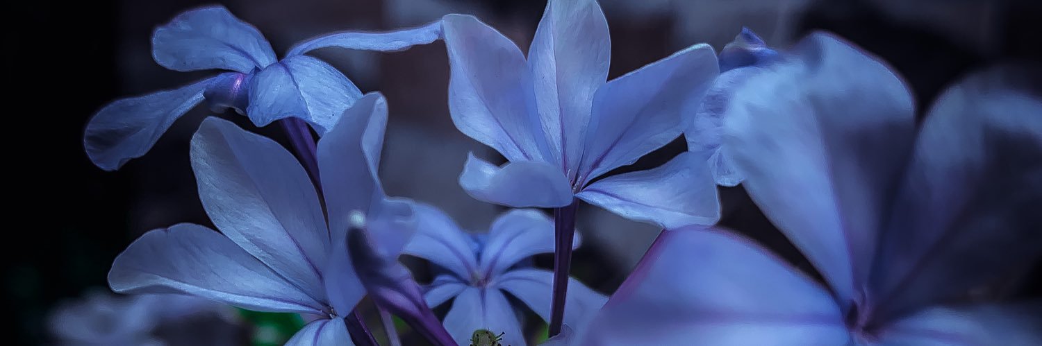 Miss Kenny🧚🏻‍♀️ banner