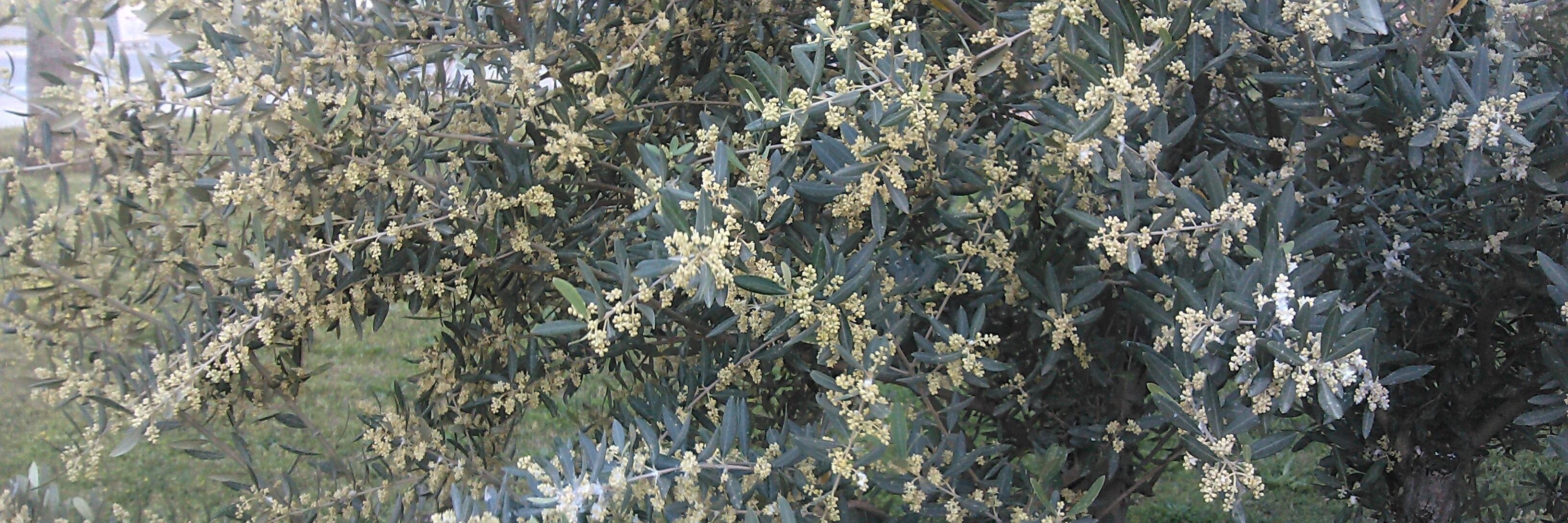 Kybele_Lydia's profile banner image