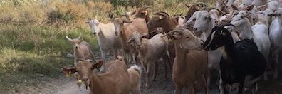 Becca Leathlean banner