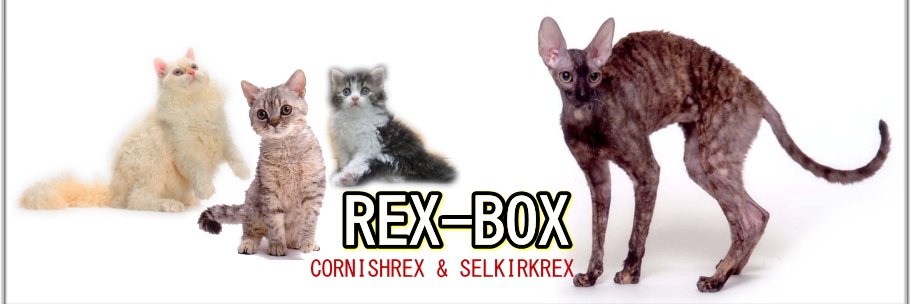 REX_BOX's profile banner image